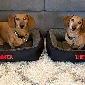 The Adventures of a Dachshund Duo and Their Fur Mom: How Thermotex Keeps This Family Moving